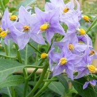 Thompson & Morgan Solanum Crispum Glasnevin 3 Litre Potted Plant x 1