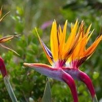 Thompson & Morgan Strelitzia Bird of Paradise 2 x 9cm Potted Plants & Incredifeed