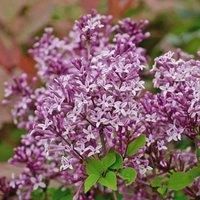 Dwarf Lilac /'Palibin/' Standard - Fragrant Spring Blooms - Perfect for Doors and Gateways - Hardy Shrub for Pots or Borders – 4X 2 Litre Potted Plant by Thompson & Morgan
