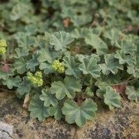 Thompson & Morgan Alchemilla Erythropoda 3 Litre Potted Plant x 1, Green