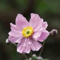 Thompson & Morgan Anemone hybrida Konigin Charlotte 3 Litre Potted Plant x 1, Pink