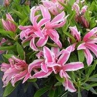 Thompson & Morgan Azalea Evergreen Pink Spider 3 Litre Potted Plant x 1