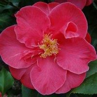 Thompson & Morgan Camellia jap. Dr. King Red 9cm Potted Plant x 2, Red