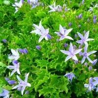 Thompson & Morgan Campanula garganica 1 Litre Potted Plant x 1, Purple