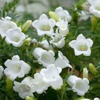 Thompson & Morgan Campanula persicifolia Alba 1 Litre Potted Plant x 1, White