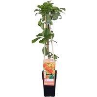 Thompson & Morgan Celastrus orbiculatus 15cm Potted Plant x 1, Green