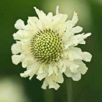 Thompson & Morgan Cephalaria Gigantea 9cm Potted Plant x 1, White