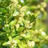 Buxus Sempervirens Box Hedging: Classic Evergreen Shrub for Hedges, Borders, & Topiary - Low Maintenance & Versatile - Garden L&scaping & Outdoor Décor - 3X 9cm Potted Plants by Thompson & Morgan