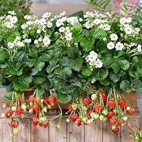 Strawberry /'Summer Breeze Snow Double White Blooms, Compact Growth, Ideal for Containers and Sunny Borders - 6X 9cm Potted Plants by Thompson & Morgan