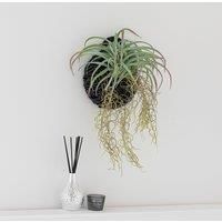 Hanging Grass in Black Basket Green