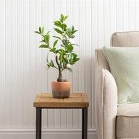 Camellia Tree in Terracotta Planter 50cm OffWhite
