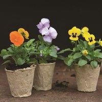 Thompson & Morgan Fibre 6cm Pot - 48 Pack