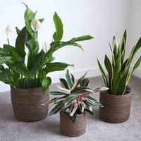 Seagrass Planter Baskets