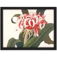 Artery8 Wall Art Print Bury Havell Giant Spider Lily Queen Emma Flower Large Framed Wall Dcor Art in White | Size: W18" x H24"