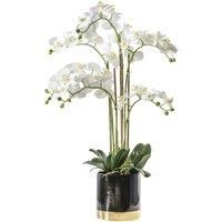 Crossland Grove Orchid White W/Black Gold Pot 500X320X800Mm