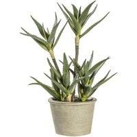 Crossland Grove Potted Aloe 250X250X380Mm