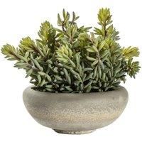 Crossland Grove Sedum Green W/ Cement Bowl Large 180X180X230Mm