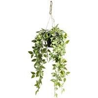 Crossland Grove Hanging Scindapsus Small 180X180X480Mm