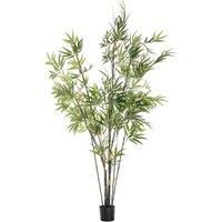 Crossland Grove Bamboo W/859 Leaves 450X450X1520Mm