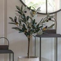 Crossland Grove Olive Tree Small 220X220X600Mm