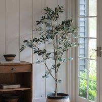 Crossland Grove Olive Tree Large 600X600X1820Mm