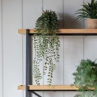 Crossland Grove Trailing Fern In Soil Green L600Mm