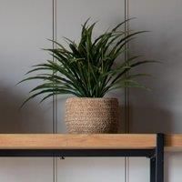 Crossland Grove Wild Grass In Soil Green H300Mm