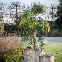 Crossland Grove Chinese Fan Palm H1680Mm