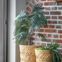 Crossland Grove Chinese Fan Palm H1170Mm
