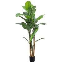 Crossland Grove Banana Palm H2030Mm