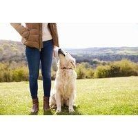 Online Dog Training Course | Wowcher