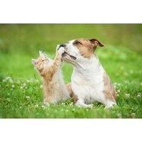 Online Cat & Dog Care Training Course - Cpr, First Aid & Business