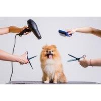 Online Dog Grooming, Bathing & First Aid Course