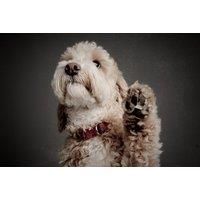 Dog Photoshoot - Two Prints - Nottingham