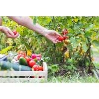 Online Vegetable Gardening Course