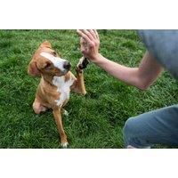 Online Dog Training Course