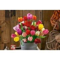 Burst Of Colour: Collection Of 50 Or 100 Bulbs Of Tulip 'Triumph Mixed'