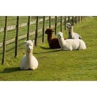 Adopt An Alpaca - Charnwood Forest Alpacas