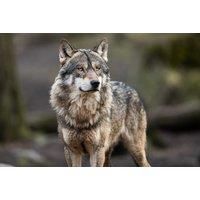 Adopt A Wolf Package - 3 Package Levels