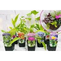 Premium Perennial Plant Set (8 Pack) Or Pre Planted Hanging Basket Subscription - Lazy Flora