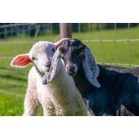 'Meet The Pygmy Goats' Experience, Farm Entry And Cream Tea
