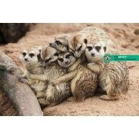 Meerkat Experience For 2 - Weekends Or Weekdays Hoo Zoo & Dinosaur World