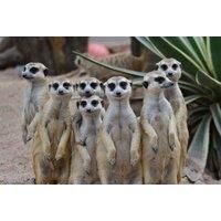 Meerkat Experience For 2 - Weekends Or Weekdays Hoo Zoo & Dinosaur World