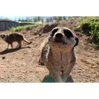 Fife Zoo Entry Ticket - Kids And Adult Tickets - Easter School Holidays Availability!