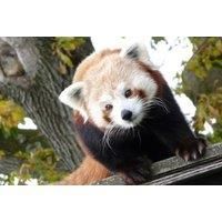 Red Panda Encounter & Entry To Cumbria Zoo - Up To 4 People - Easter Holidays Availability