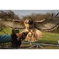 Half Day Falconry Experience For One, Two Or Four People