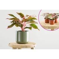 Premium Baby Houseplant Set (5 Pack) Or Houseplant Subscription - Lazy Flora