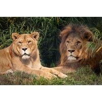 Big Cat Feeding Experience For 4 With Zoo Entry - Cumbria Easter Holidays Availability