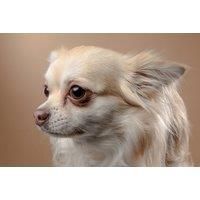 Pet Photoshoot - One Hour - Including Two 8" X 10" Prints