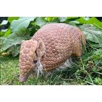 Private Armadillo Experience For Two With Zoo Entry